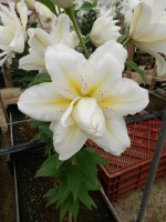 [4609 VZ W09 0778-02 No02.JPG]